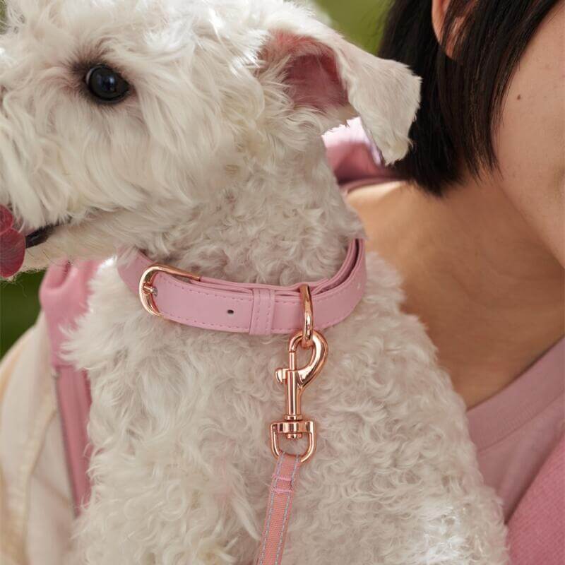 Starbucks China 2024 spring walk series Animal collars and leashes loveinstarbucks loveinstarbucks